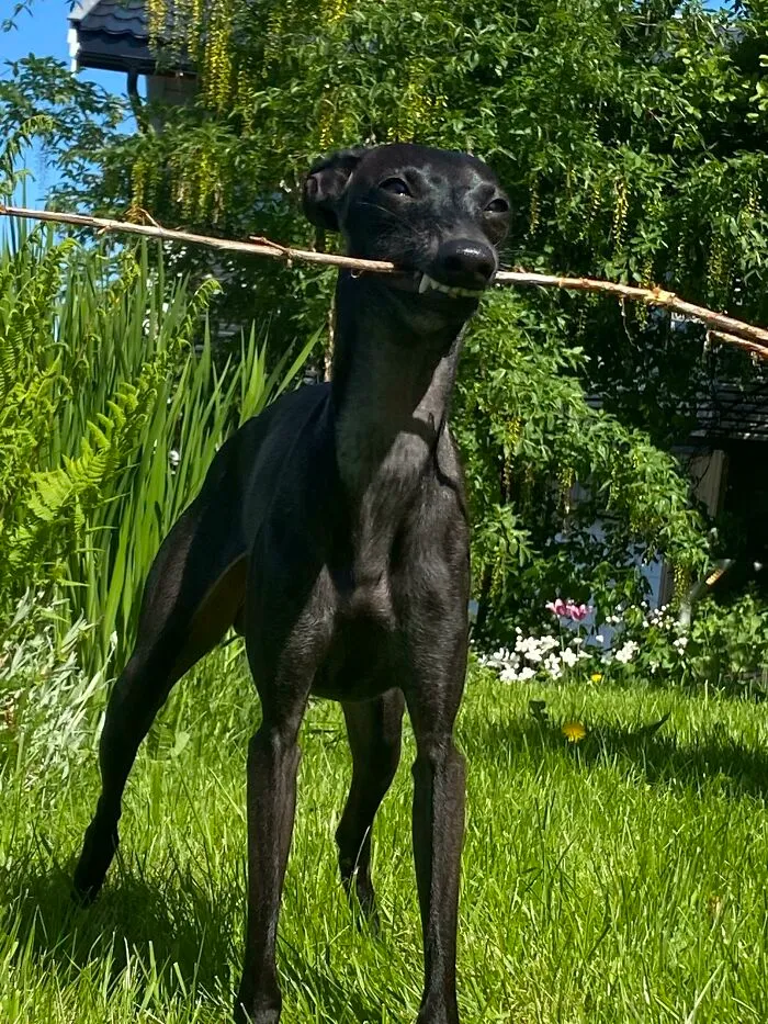 Unsolicited Stick Pic