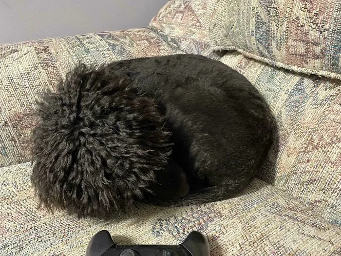 Tribble