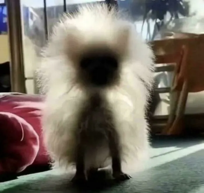 Pomeramian In Sunlight