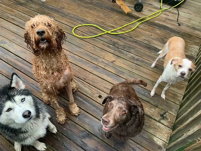 My Cool Collection Of Freshly Washed Dogs . Yes They Are All My Dogs