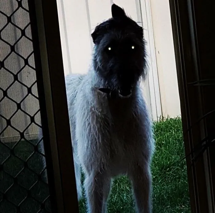 Who Let Him In