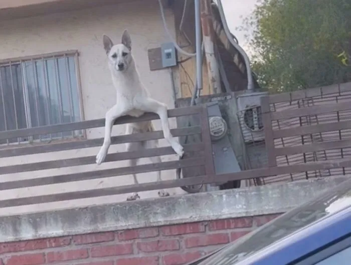 My Godmother’s Neighbor’s Dog
