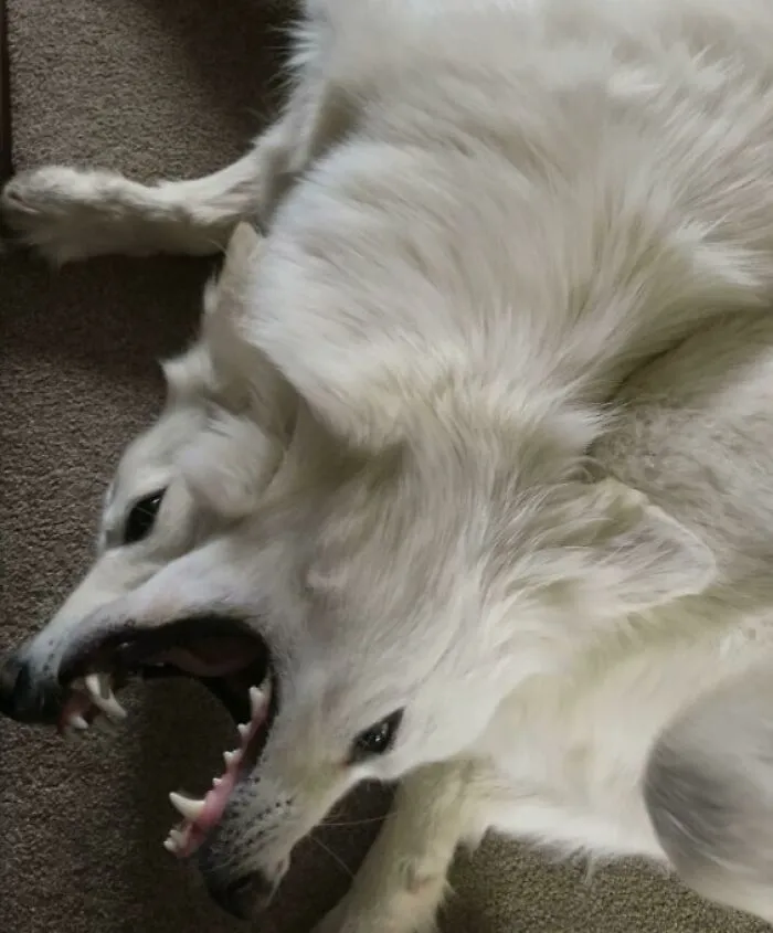 Put This Creature Back To Hell