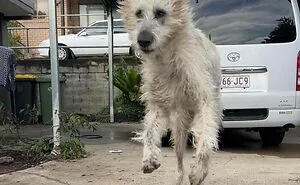 "Cryptid Dogs": 30 Times People Managed To Snap A Pic Of Their Dogs At Just The Right Moment