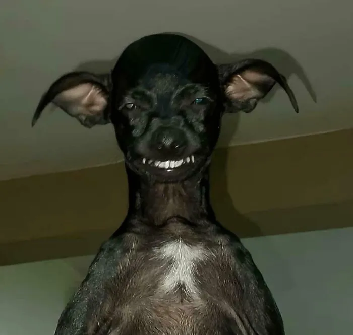 This Dog
