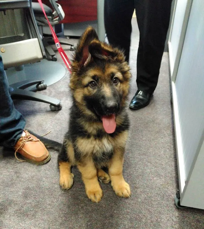 My Boss Got A Puppy And Brought Her Into The Office. Productivity Went Waaay Down