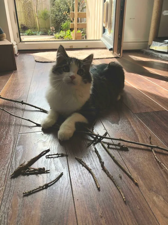 Proud Of His Growing Stick Collection