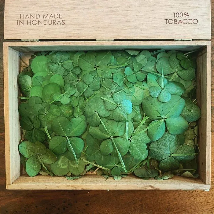 A Box Of My 4-Leaf Clover Collection. In The Summer I Probably Find 10-20 A Day. It’s Like I Can’t Not See Them