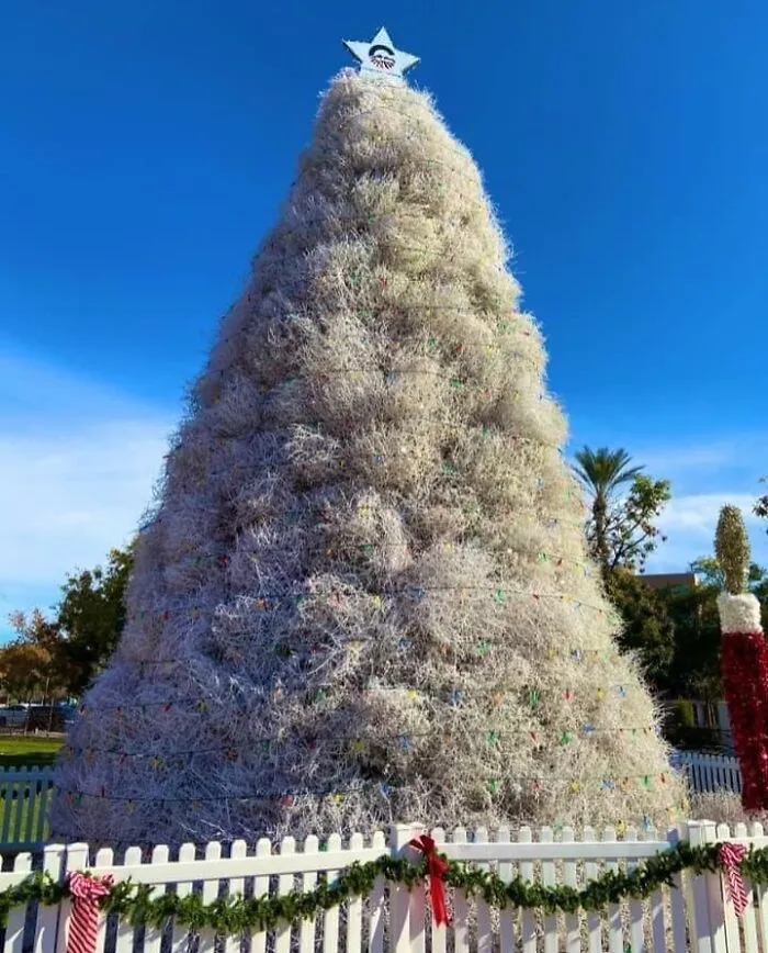The Tumbleweed Christmas Tree  Chandler Arizona