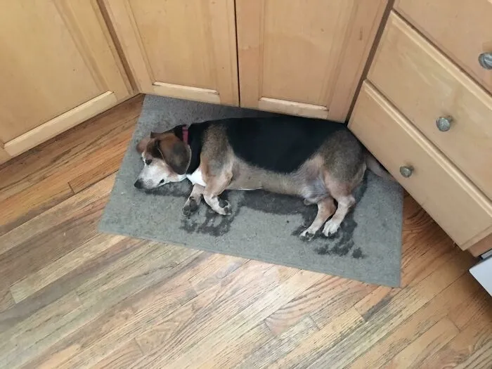 Perro alineado con la silueta del cerdo de la alfombrilla
