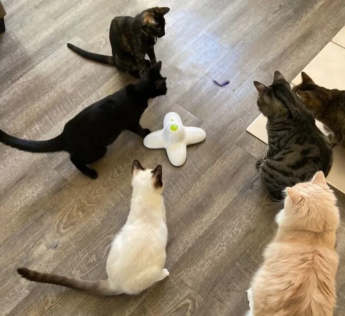 This <a Style="Display:inline;" Href="Https://Www.amazon.com/All-Paws-Interactive-Replacement-Butterflies/Dp/B07l9rdpy8?ie=utf8&th=1&linkcode=ll1&tag=bpcrow-20&linkid=e0bcf7a0117dba0f10a0a6ed8feab9b4&language=en_us&ref_=as_li_ss_tl" Target="_blank"><span Style="Font: Inherit; Color: #d74b1f;"> Fluttering Interactive Toy For Cats</Span> Is A Whimsical Way To Keep Your Kitty Entertained, Providing A Delightful And Engaging Play Experience That Will Have Them Pouncing And Fluttering With Joy