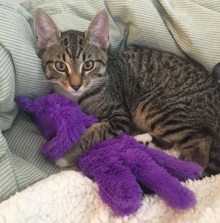 This <a Style="Display:inline;" Href="Https://Www.amazon.com/Pillow-Soothing-Plush-Comforting-Petstages/Dp/B00mqywgxc?ie=utf8&th=1&linkcode=ll1&tag=bpcrow-20&linkid=5bdce98166e184b9873f80677b2c2026&language=en_us&ref_=as_li_ss_tl" Target="_blank"><span Style="Font: Inherit; Color: #d74b1f;"> Purr Pillow Soothing Kitty Toy</Span> Is A Comforting Companion For Your Feline Friend, Providing A Soft, Calming, And Cuddly Pal That Will Help Soothe And Relax Your Kitty During Quiet Moments