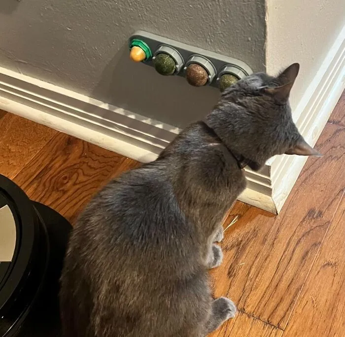 This <a Style="Display:inline;" Href="Https://Www.amazon.com/Potaroma-Detachable-Silvervine-Healthy-Cleaning/Dp/B08t9cl5t9?ie=utf8&th=1&linkcode=ll1&tag=bpcrow-20&linkid=45d5c3954f5cb966c5ca64cd82d7d4c8&language=en_us&ref_=as_li_ss_tl" Target="_blank"><span Style="Font: Inherit; Color: #d74b1f;"> Catnip Station</Span> Is A Playful And Stimulating Treat For Your Feline Friend, Providing A Fun And Interactive Way For Them To Indulge In Their Love Of Catnip, With Four Enticing Balls To Lick, Rub, And Roll Around In Bliss