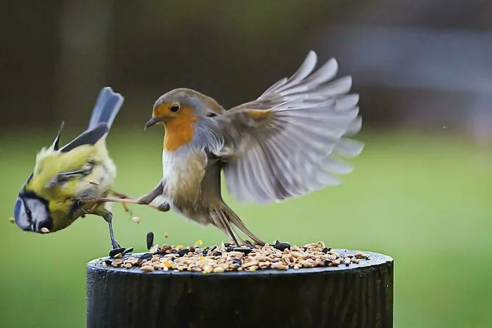 No Food For You