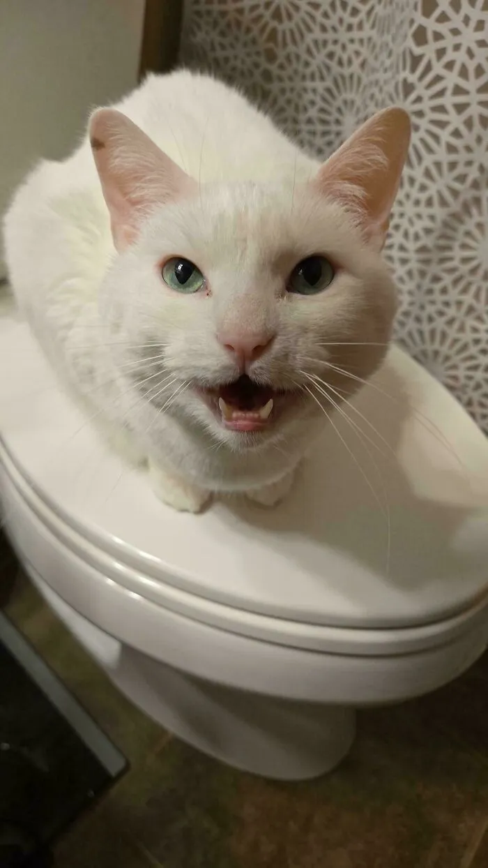White cat meowing with mouth open, sitting on a closed toilet seat, showing expressive face and greenish eyes.