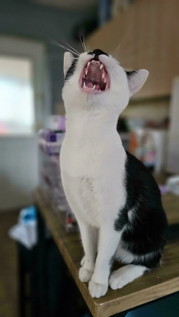 Grace Was Fed Nearly An Hour Late Due To The Humans Going Out Shopping