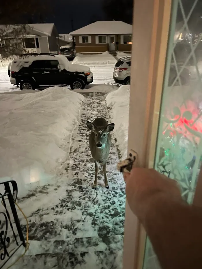 Christmas Eve Visitor
