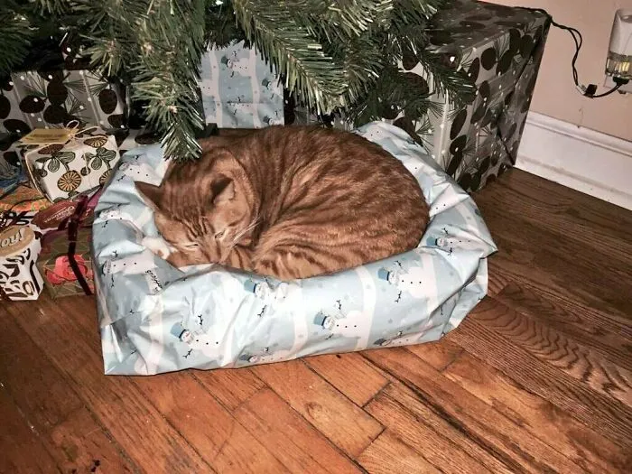 Someone Guessed What They're Getting For Christmas