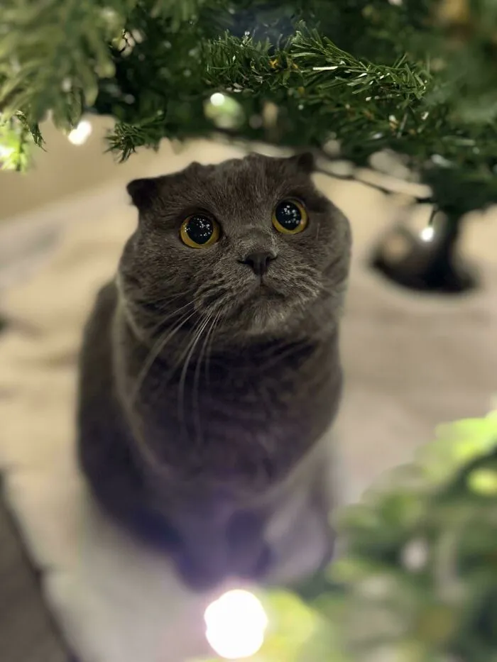 Yuki Loves The Christmas Tree