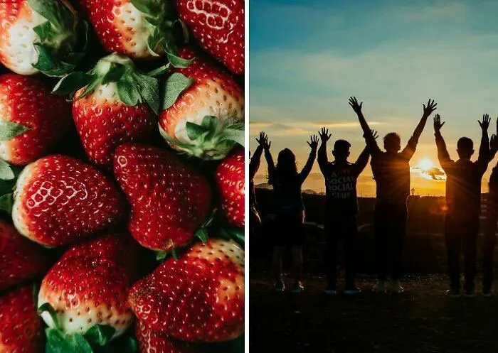 Due To Evolution, Humans Share Genes With All Living Organisms. For Example, 60% Of Your DNA Is The Same As A Strawberry