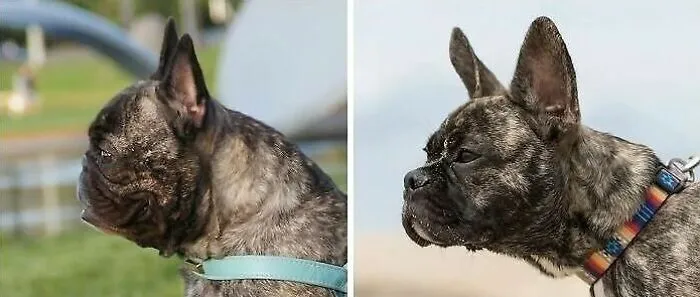 Two French Bulldogs
