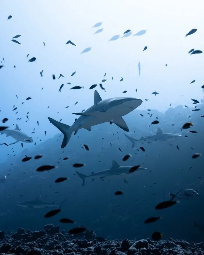 Sharks swimming among fish in a deep ocean scene, capturing stunning marine life.