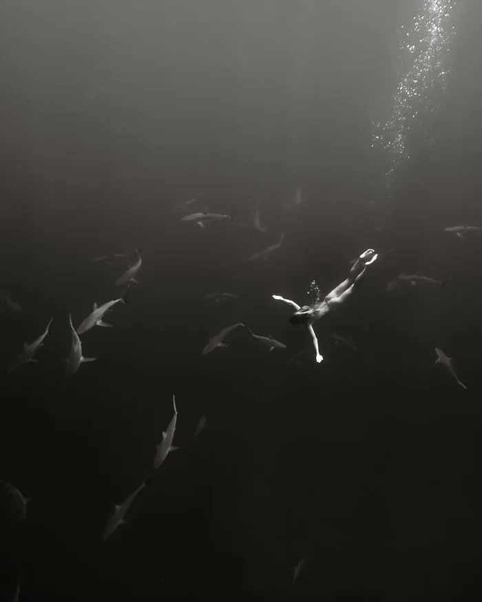 Diver surrounded by sharks in a mesmerizing display of marine life.
