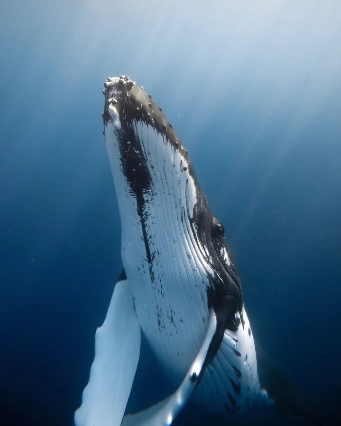 Stunning Underwater Photography Of Marine Life By Rachel Moore (42 Pics)