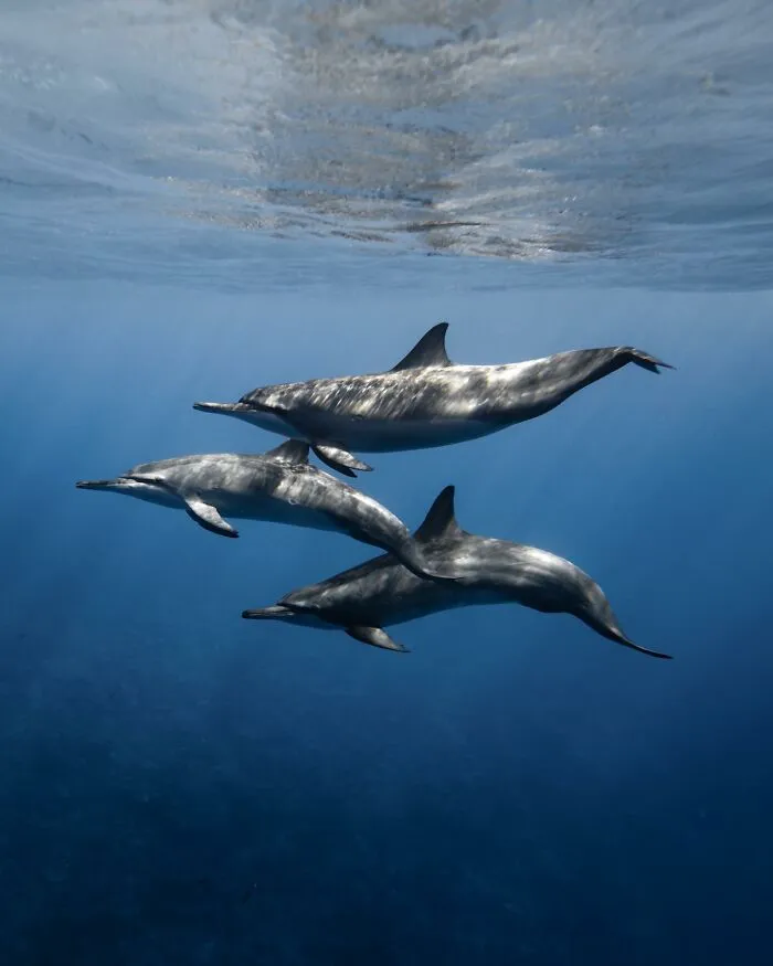 Stunning Underwater Photography Of Marine Life By Rachel Moore (42 Pics)