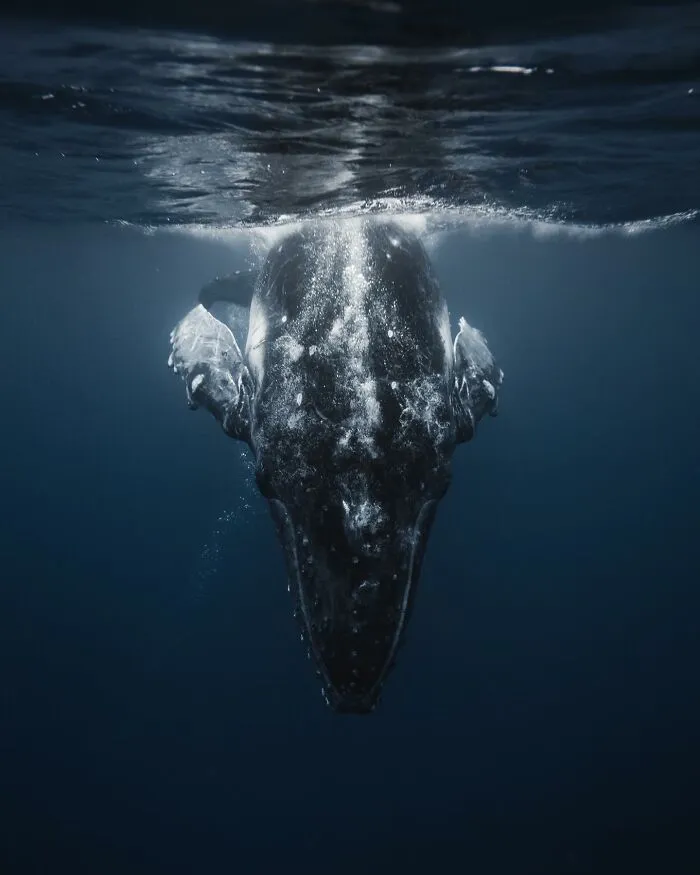 Stunning underwater photo of a marine life, showcasing a whale just below the surface.