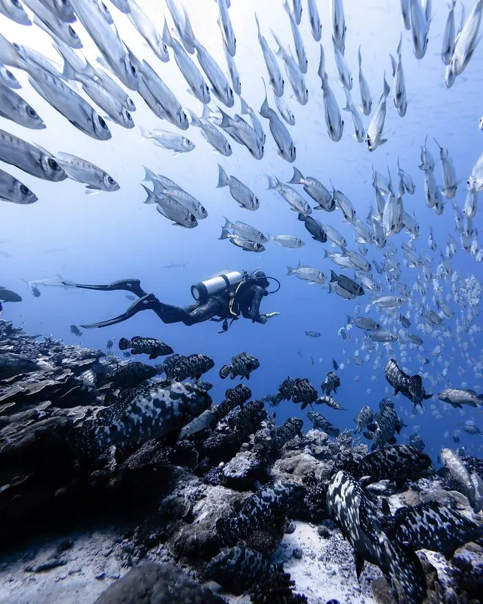 Stunning Underwater Photography Of Marine Life By Rachel Moore (42 Pics)