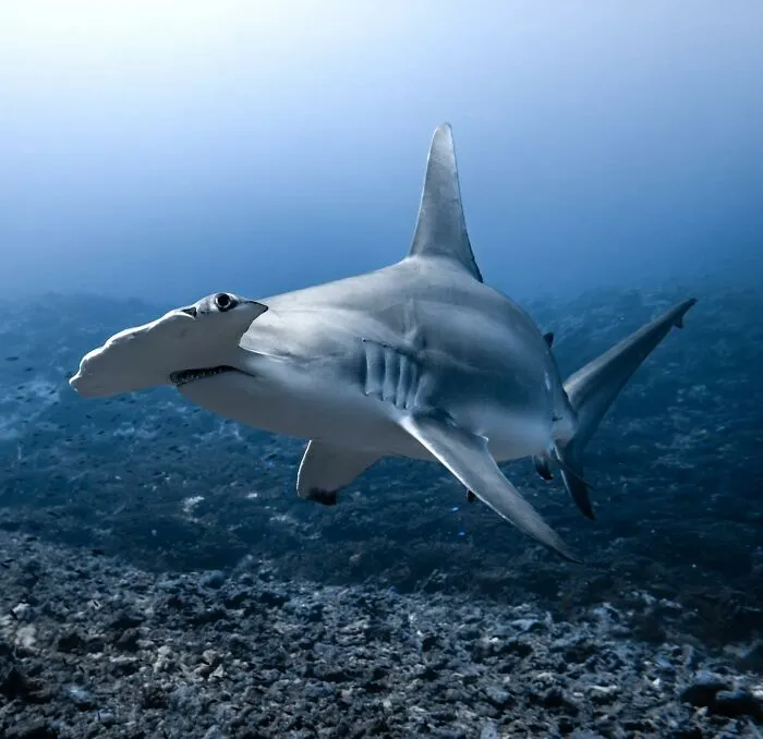 Stunning Underwater Photography Of Marine Life By Rachel Moore (42 Pics)