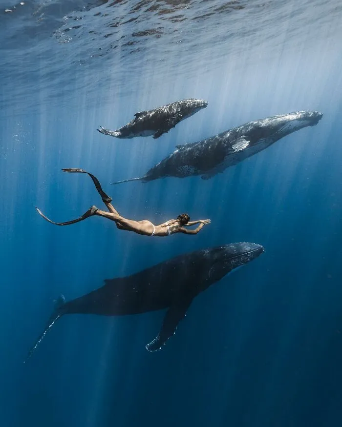Stunning Underwater Photography Of Marine Life By Rachel Moore (42 Pics)