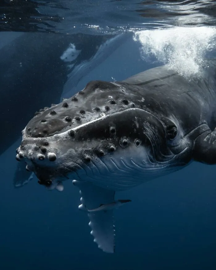 Close-up of a majestic humpback whale underwater, showcasing incredible marine life.