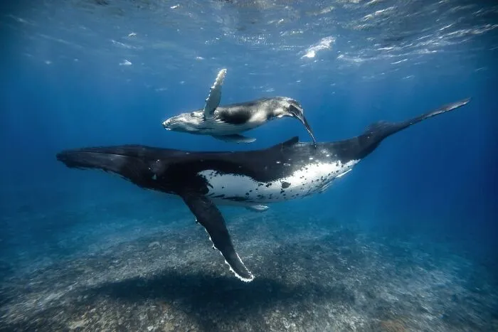 Stunning Underwater Photography Of Marine Life By Rachel Moore (42 Pics)