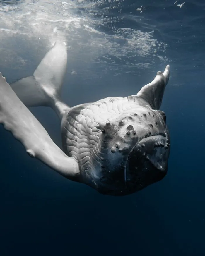 A stunning underwater photo of marine life showing a large whale swimming in the ocean.