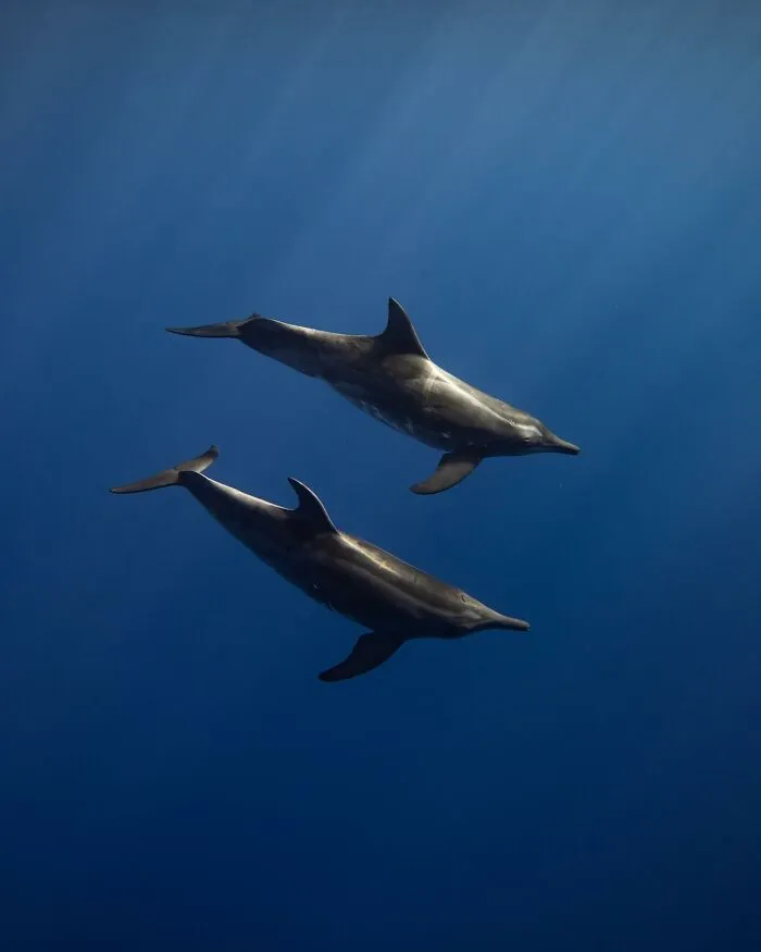 Two dolphins swimming gracefully in deep blue ocean, captured in stunning marine life photography.