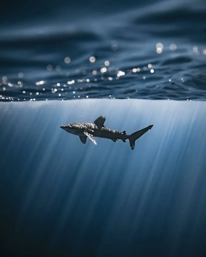 Stunning Underwater Photography Of Marine Life By Rachel Moore (42 Pics)