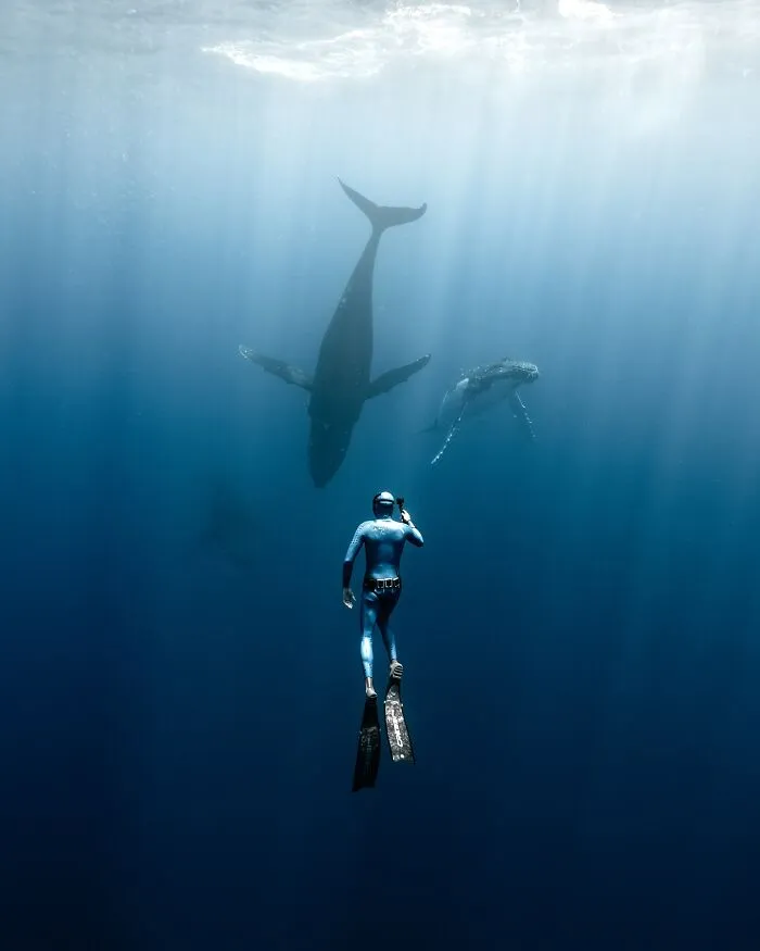 Diver encounters majestic whales underwater, showcasing marine life.