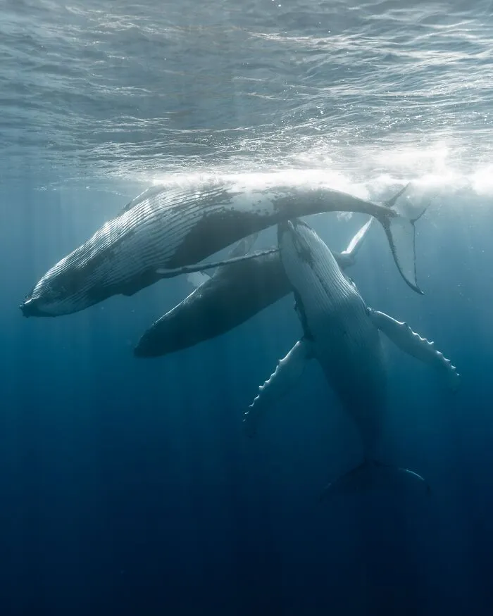 Stunning Underwater Photography Of Marine Life By Rachel Moore (42 Pics)