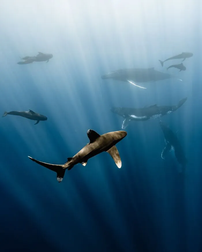 Marine life in ocean depth with shark and whales amidst sunlit water.