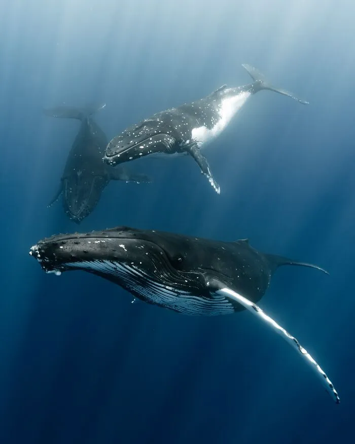 Three humpback whales swimming gracefully, showcasing incredible marine life.