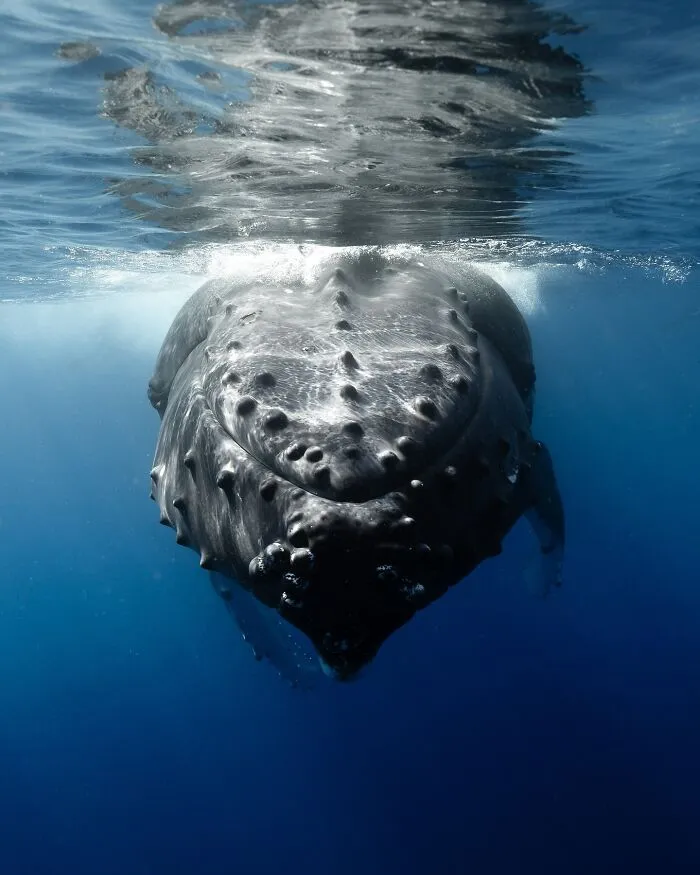 Stunning Underwater Photography Of Marine Life By Rachel Moore (42 Pics)