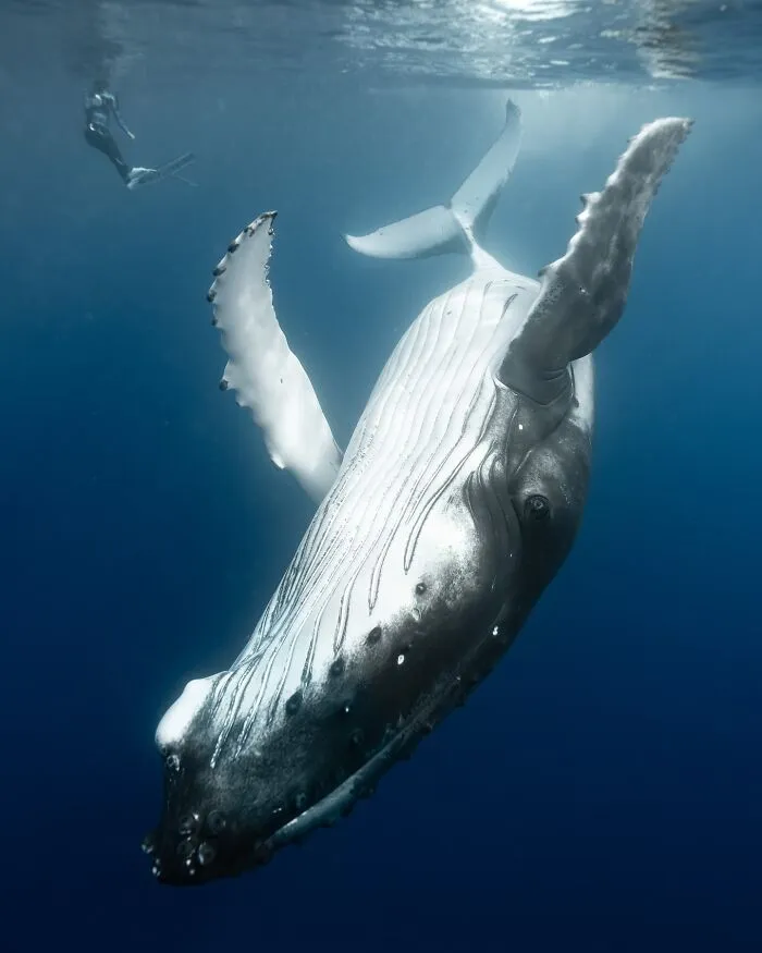 Stunning Underwater Photography Of Marine Life By Rachel Moore (42 Pics)