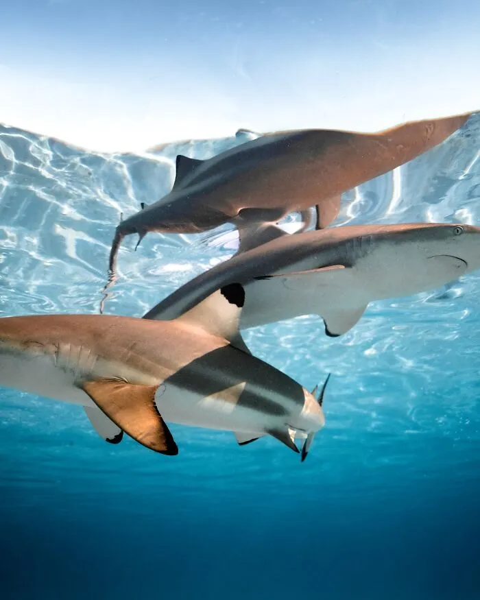 Stunning Underwater Photography Of Marine Life By Rachel Moore (42 Pics)
