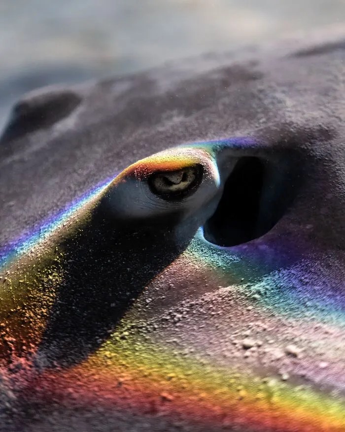 Close-up of vibrant marine life with rainbow hues on a stingray's skin.