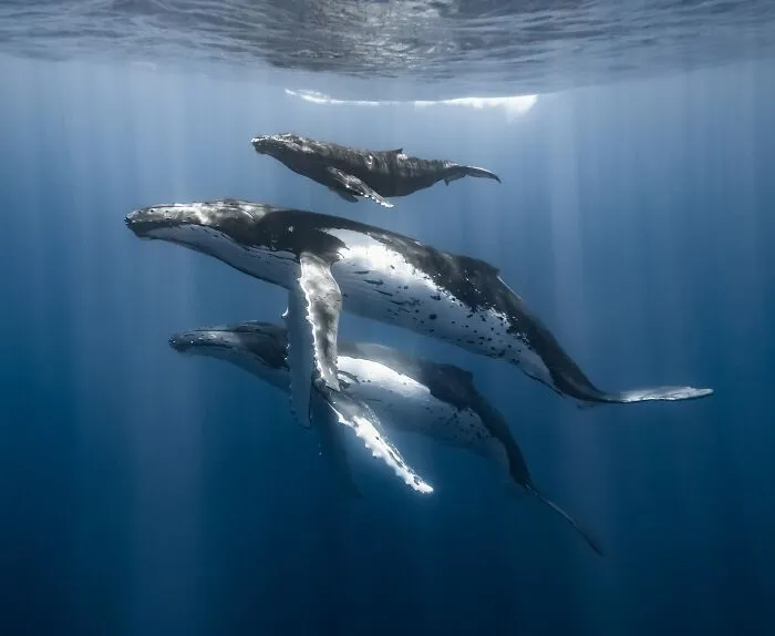Stunning Underwater Photography Of Marine Life By Rachel Moore (42 Pics)