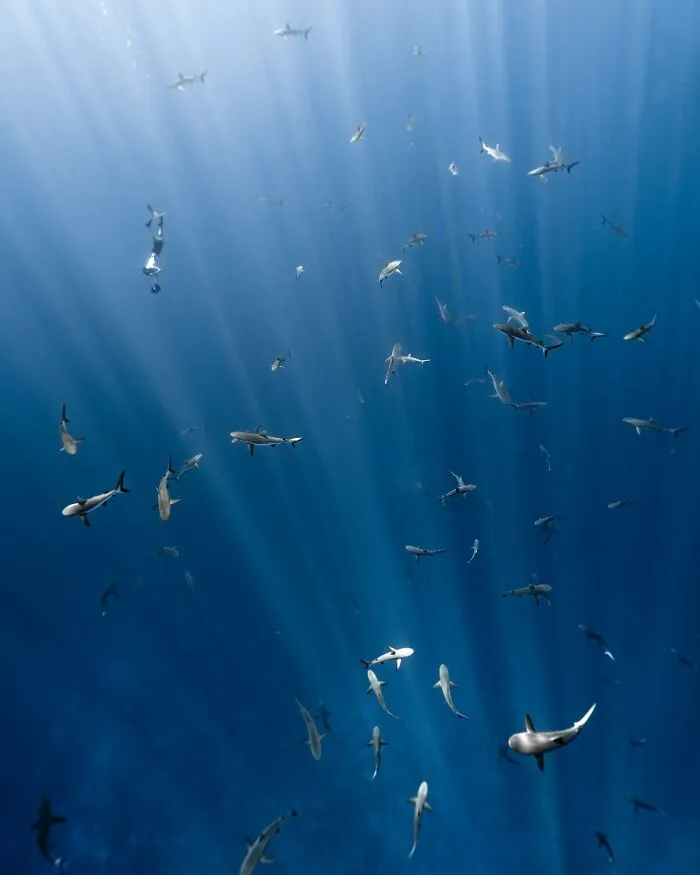 Stunning Underwater Photography Of Marine Life By Rachel Moore (42 Pics)
