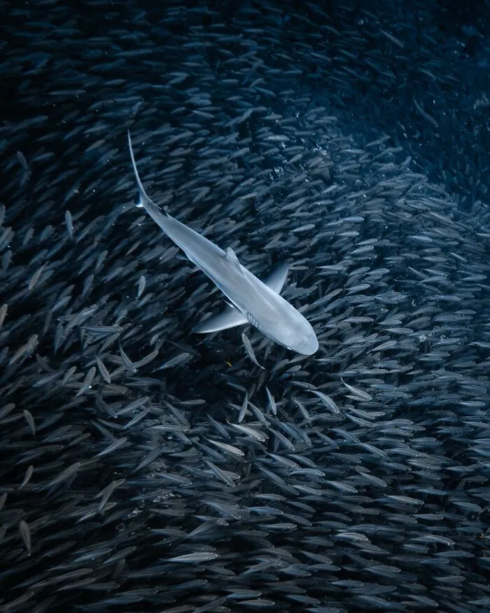 Stunning Underwater Photography Of Marine Life By Rachel Moore (42 Pics)