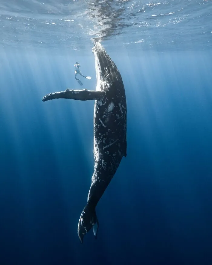Stunning Underwater Photography Of Marine Life By Rachel Moore (42 Pics)
